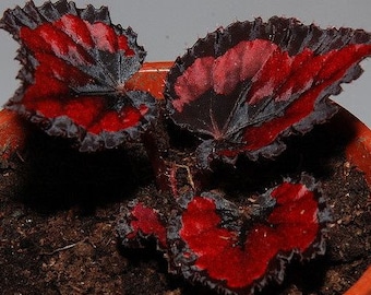 50Pcs RED Begonia Flower Seeds (5714)