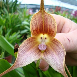 May include: A close-up of a brown and pink orchid flower with a unique shape that resembles a monkey's face. The flower has a long, thin stem and is held in a person's hand.