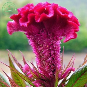 Bulk Seed 50 Giant Cockscomb Seeds Celosia Cristata For Garden