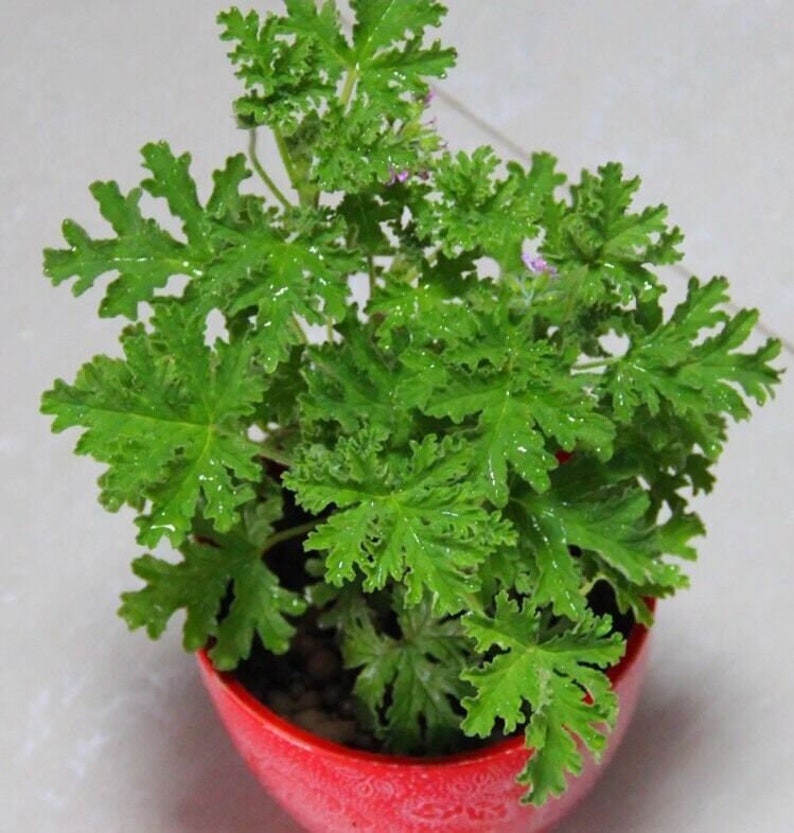 Citronella seeds Mozzie buster mosquito repellent plant 50 seeds No tracking image 3