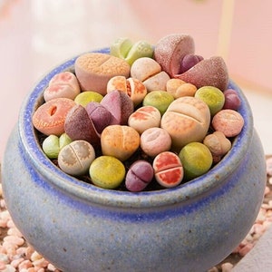 RARE Lithops mix succulent cactus EXOTIC living stones desert rock seed 50 SEEDS