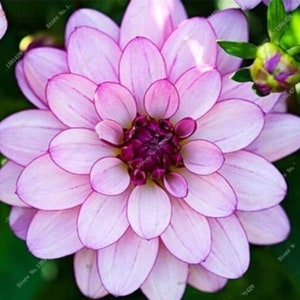 US-Seller Rare Beautiful Perennial Dahlia Flowers Seeds 20PCS(C#)