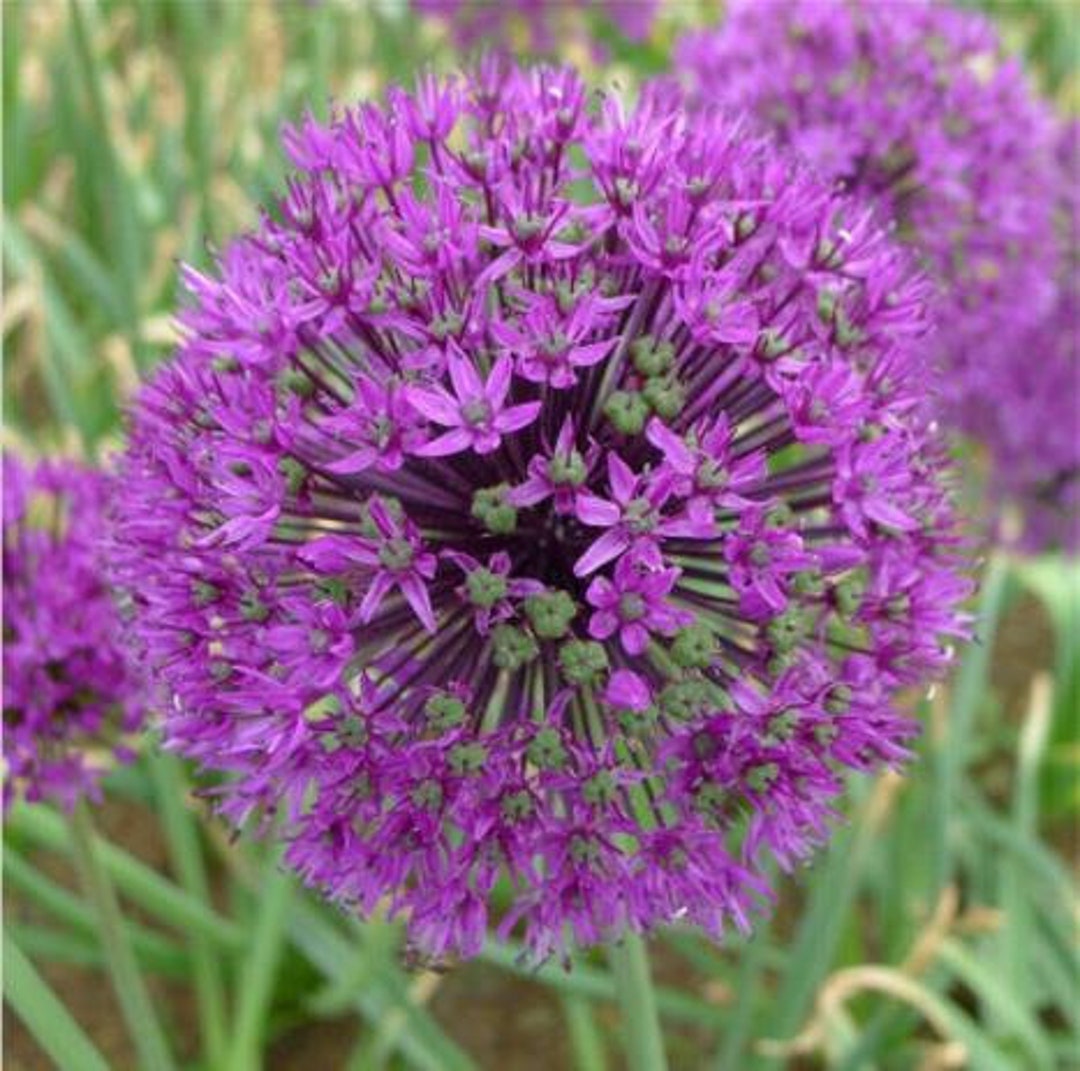 50pcs Purple Giant Allium Giganteum Flower Seeds Garden Plant Decor.5540 Etsy