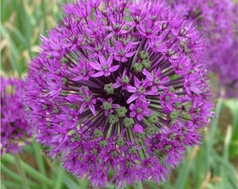 50pcs purple giant Allium giganteum flower seeds garden plant decor.(#5540)