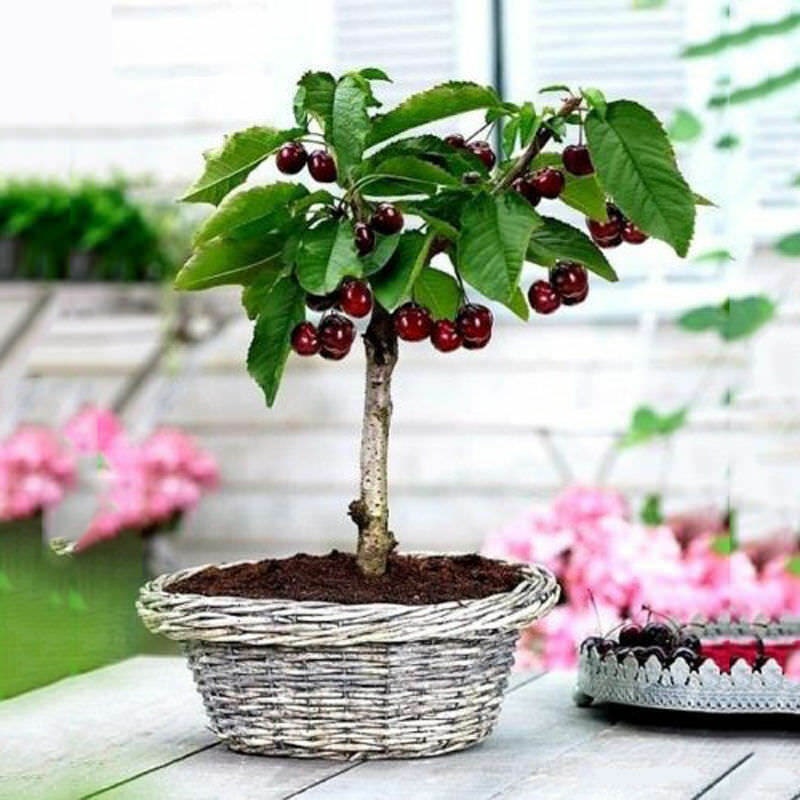 20pcs Cherry Seeds Organic Seeds Fruit Seeds Bonsai Tree High Seed in the  Garden - Etsy