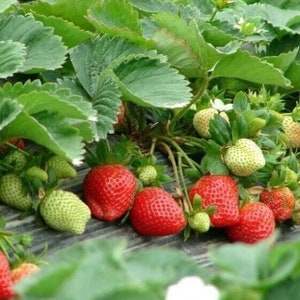 New Strawberry Giant, Larget Fruit, Everbearing 100PCS SEEDS. 3416 image 2