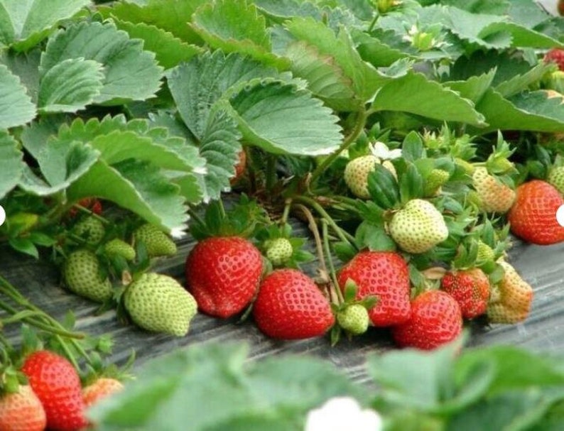 New Strawberry Giant, Larget Fruit, Everbearing 100PCS SEEDS. 3416 image 2