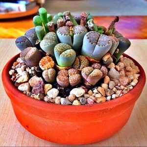 Rare Lithops MIX Succurent Cactus Exotic Living Stones Desert Rock SEED 50 SEEDS