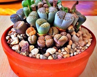 Rare Lithops MIX Succurent Cactus Exotic Living Stones Desert Rock SEED 50 SEEDS