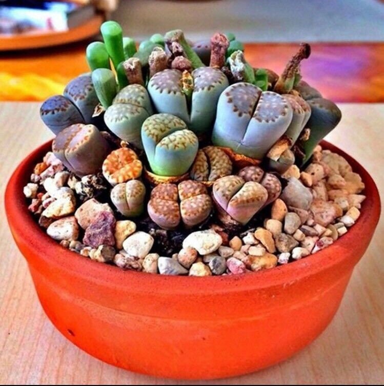 Rare Lithops MIX Succurent Cactus Exotic Living Stones Desert Rock SEED 50  SEEDS