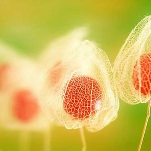 Könnte beinhalten: Nahaufnahme von zarten, durchscheinenden, weißen Blütenkapseln mit roten, geäderten Zentren. Die Kapseln werden von einem weichen, gelben Licht beleuchtet, das einen verträumten, ätherischen Effekt erzeugt.