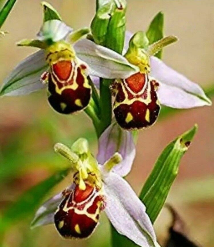 50PCS Beautiful Bee Orchid Flower Seeds (#6581) - Etsy
