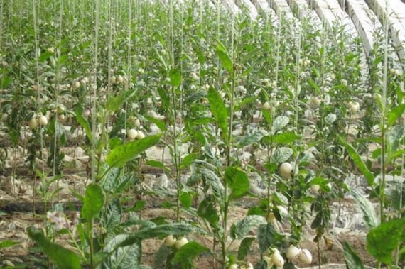 100 Semi Di Melone Pera (Pepino) - Pianta Rara Da Frutto, Per Giardino O Interni - Foto 9