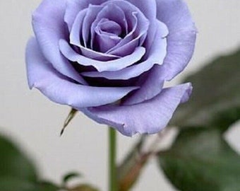 50 Blue Rose Seeds Flower Bush Fleurs vivaces Arbuste Floraison Graines Fleurs