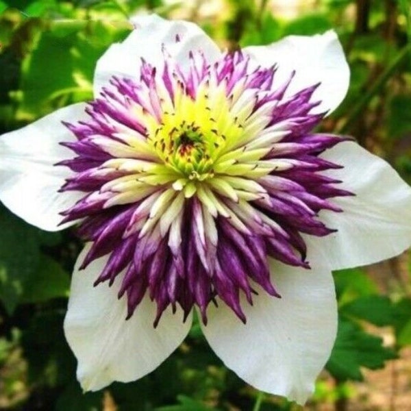 50pcs/lot Beautiful Clematis Seeds Bonsai Flower Seeds Hot Planting