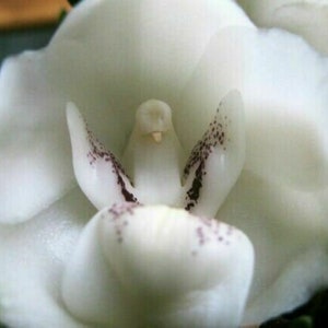 50pcs Angel Orchid (Habenaria Grandifloriformis) Flower Seeds (#9407 No Tracking#)