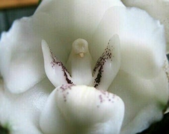 50pcs Orchidée Ange (Habenaria Grandifloriformis) Graines de fleurs (#9407 Pas de suivi#)