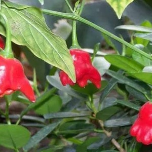 May include: Close-up of red chilli peppers growing on a plant. The peppers have a unique, knobby shape and are bright red in colour.