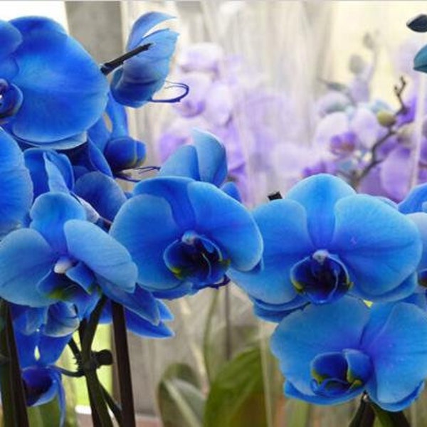 Blue Orchids Etsy