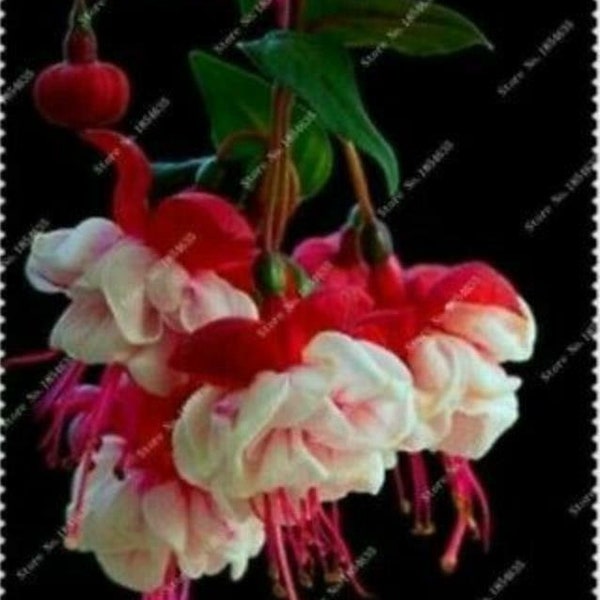 50pcs/bag Fuchsia Seeds Potted Flowers seeds,bonsai seeds. (#6929)