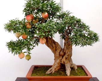 USA-Seller 50pcs semillas de granada bonsai fruta muy dulce - Etsy Espaa