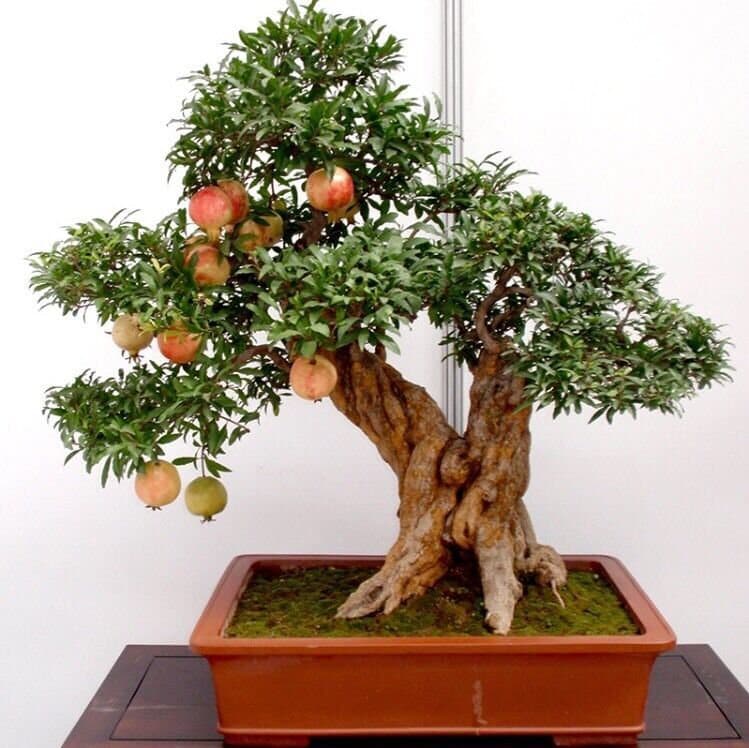 glücksbaum bonsai Bonsai-Anzuchtset Ginkgo – Glücksbaum Starter-Set für Anfänger – Wurzelbox main image 0