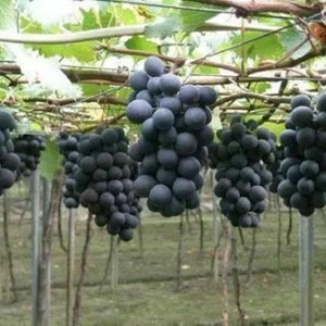 Puede incluir: Primer plano de un viñedo con racimos de uvas de color morado oscuro colgando de las vides. Las uvas están maduras y listas para ser cosechadas.