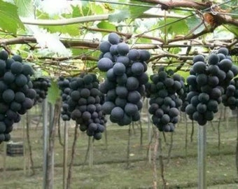 50 Kyoho grapes seeds--50 seeds Fruit tree seeds. (#0818)