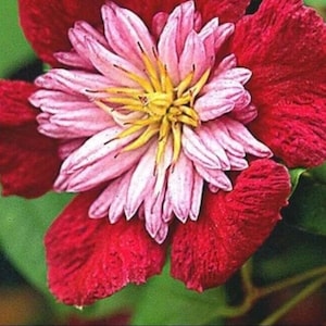 Könnte beinhalten: Nahaufnahme einer rosa und roten Blume mit gelber Mitte. Die Blume hat viele Blütenblätter und ist in voller Blüte.