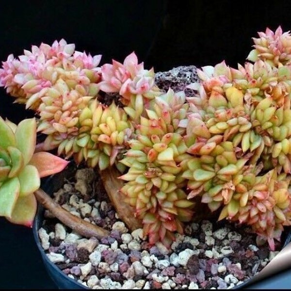 50pcs Japanese Succulents Seeds Rare Indoor Flower Mini Cactus Seeds