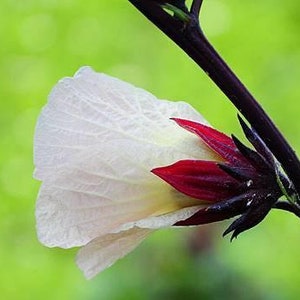 Semi Di Ibisco (Hibiscus Sabdariffa) – 50 Sementi Di Roselle – Fiore Originale - Foto 5