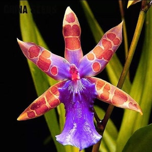 Orchid Flower Rare Home Garden Mixed Colors 50Pcs Seeds(#6582)