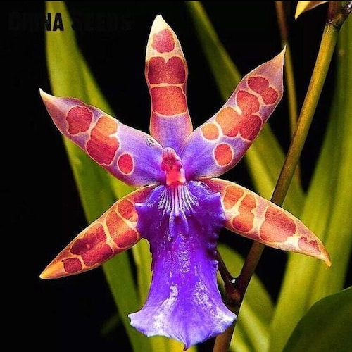 Orchid Flower Rare Home Garden Mixed Colors 50Pcs Seeds(#6582)