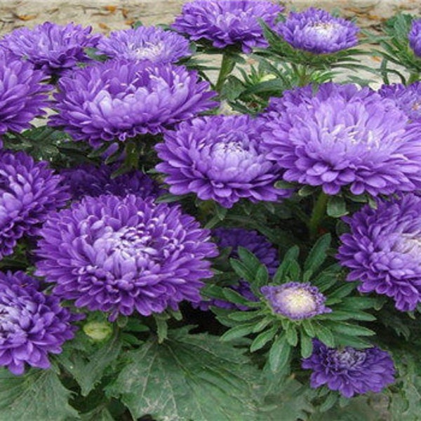 Aster Tall Double Gremlin Flowers Sun/Part Shade Non-GMO 100 Seeds ( Callistephus chinensis )