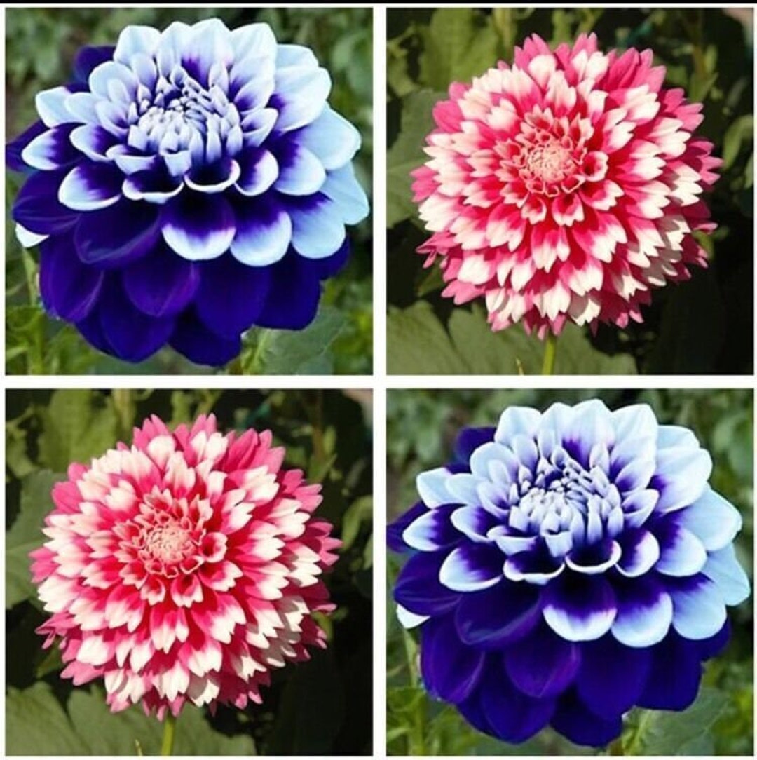 Usaseller Perennial Flowers Vary Colors Dahlias Seeds 20pcs 0485 Etsy