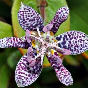 50+ Tricyrtis  Japanese Toad Lily Flower Seeds / Perennial. #3225