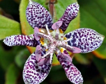 50+ Tricyrtis  Japanese Toad Lily Flower Seeds / Perennial. #3225