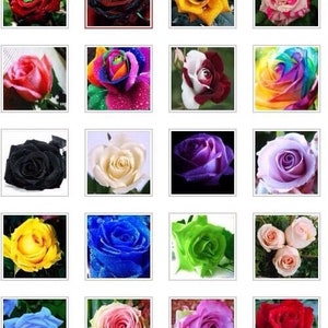 May include: A collection of colorful roses in various hues, including red, yellow, pink, purple, and blue. Some roses have multiple colors, creating a rainbow effect. The roses are in square frames, showcasing their vibrant petals.