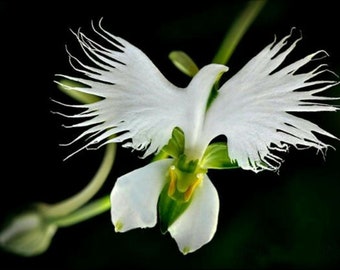 50PCS White Egret Orchid Seeds Heron orquídea (NO Tracking#)