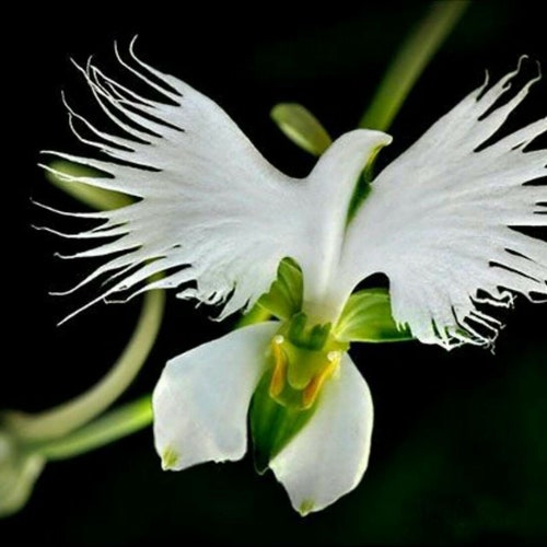 50PCS White Egret Orchid Seeds Heron orchid (NO Tracking#)