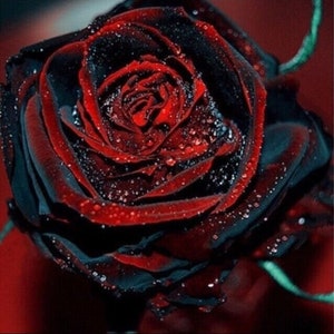 USA-Seller Beautiful  Black Red Rose Flower Seeds 50PCS