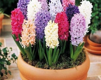 USA- 50Pcs Hyacinthus Orientalis Zaden, Hyacint zaden, Variëteiten mengen