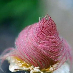 40 seeds Prairie Smoke seeds bonsai potted rare flower seeds image 1