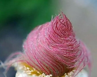 40 Samen Prairie Smoke Samen Bonsai Topf seltene Blumensamen