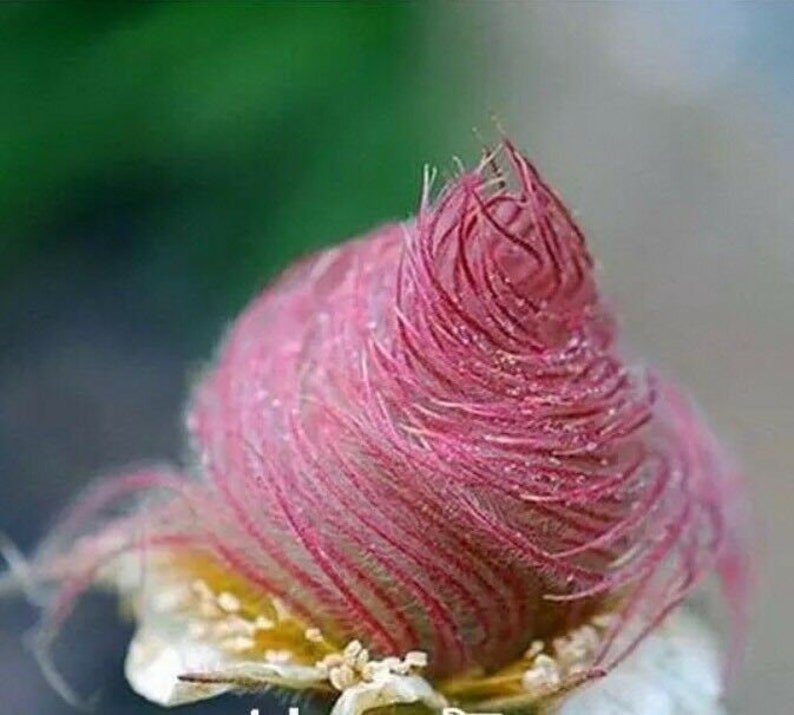 40 seeds Prairie Smoke seeds bonsai potted rare flower seeds image 1