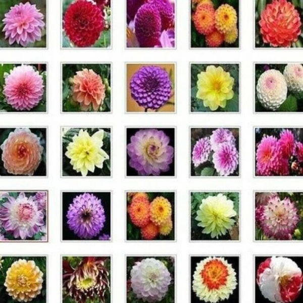 US-Seller Rare Beautiful Perennial Dahlia Flowers Seeds 20PCS Mix Color.(#2320)