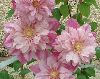 50 Double Light Pink Clematis Seeds Bloom Climbing Perennial Plumeria