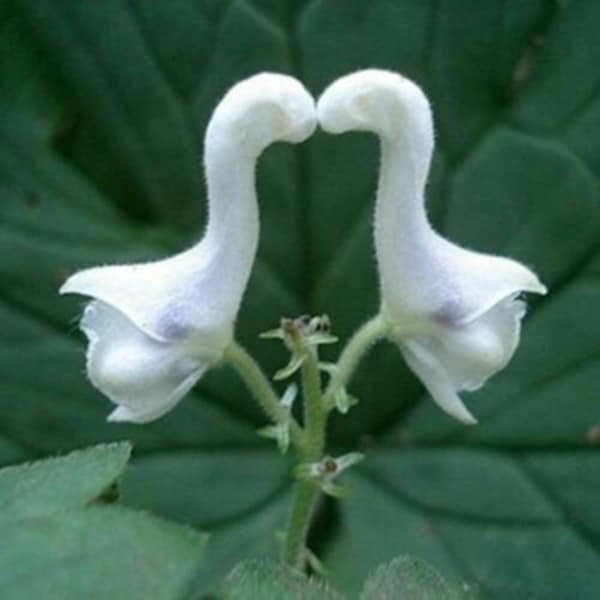 50pcs Rare Swan Flowers Seeds Special Flower White Flower seeds