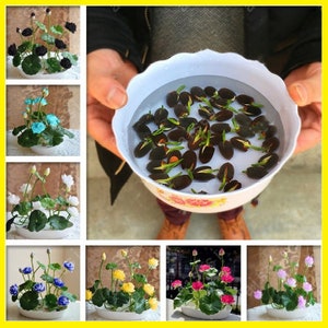 10Pcs Bowl Lotus Flower Seeds Water Lily Home Garden Plants Multi-Color Mix NEW