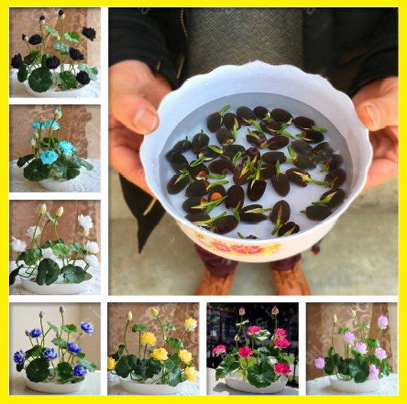Pot De Fleurs En Céramique Forme Lotus, 16.5x6.5cm, Bleu/vert - Pour Plantes D'eau, Bonsaï, Décoration Intérieur